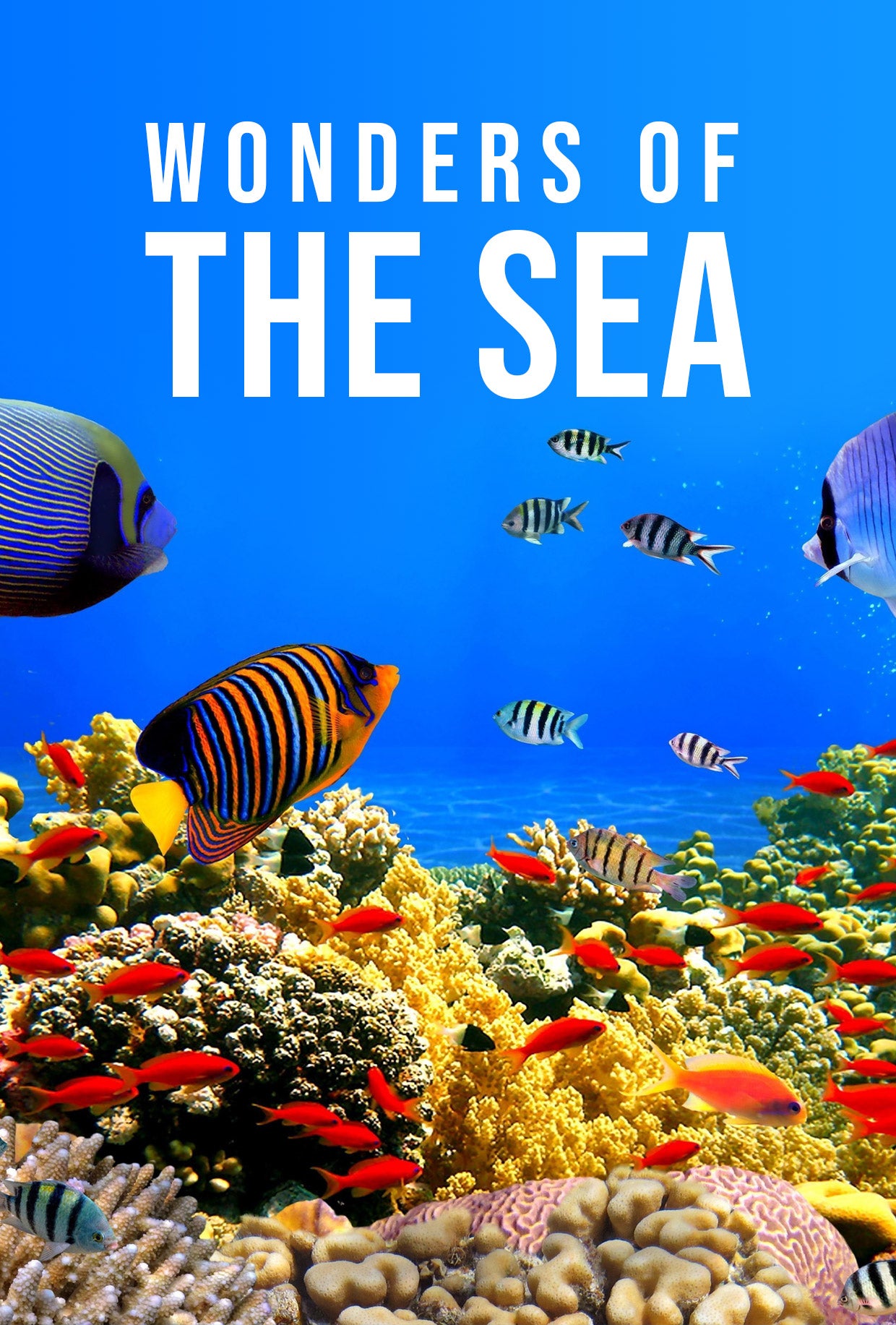 Wonders Of The Sea